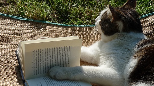 Cat photo